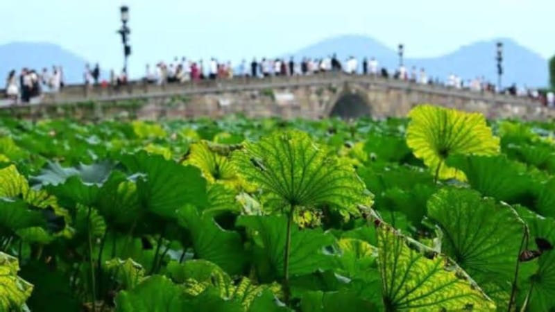 颱風科羅旺轉向遠離，浙江下週迎好天氣