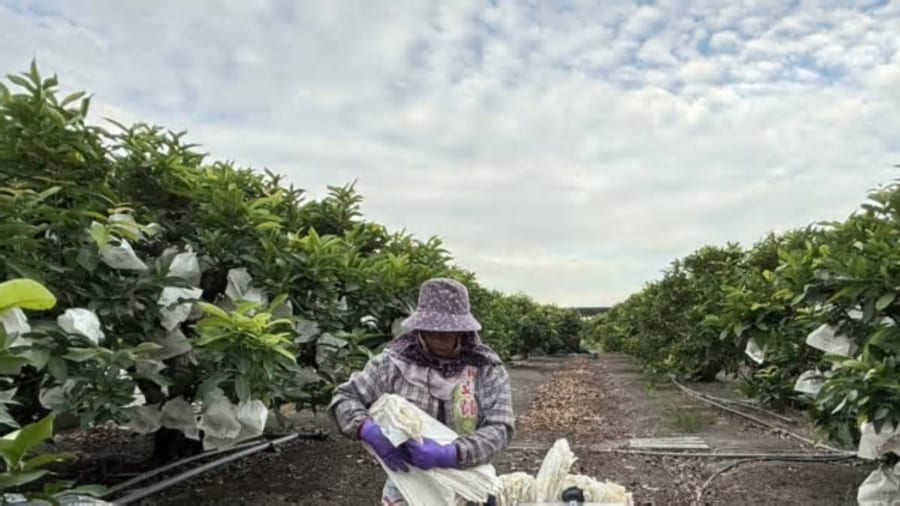 Typhoon CHAMPI Approaches Taiwan; Farmers in Yilan and Pingtung Rush to Prepare